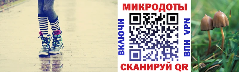 кракен   Спасск-Дальний  Галлюциногенные грибы мицелий 